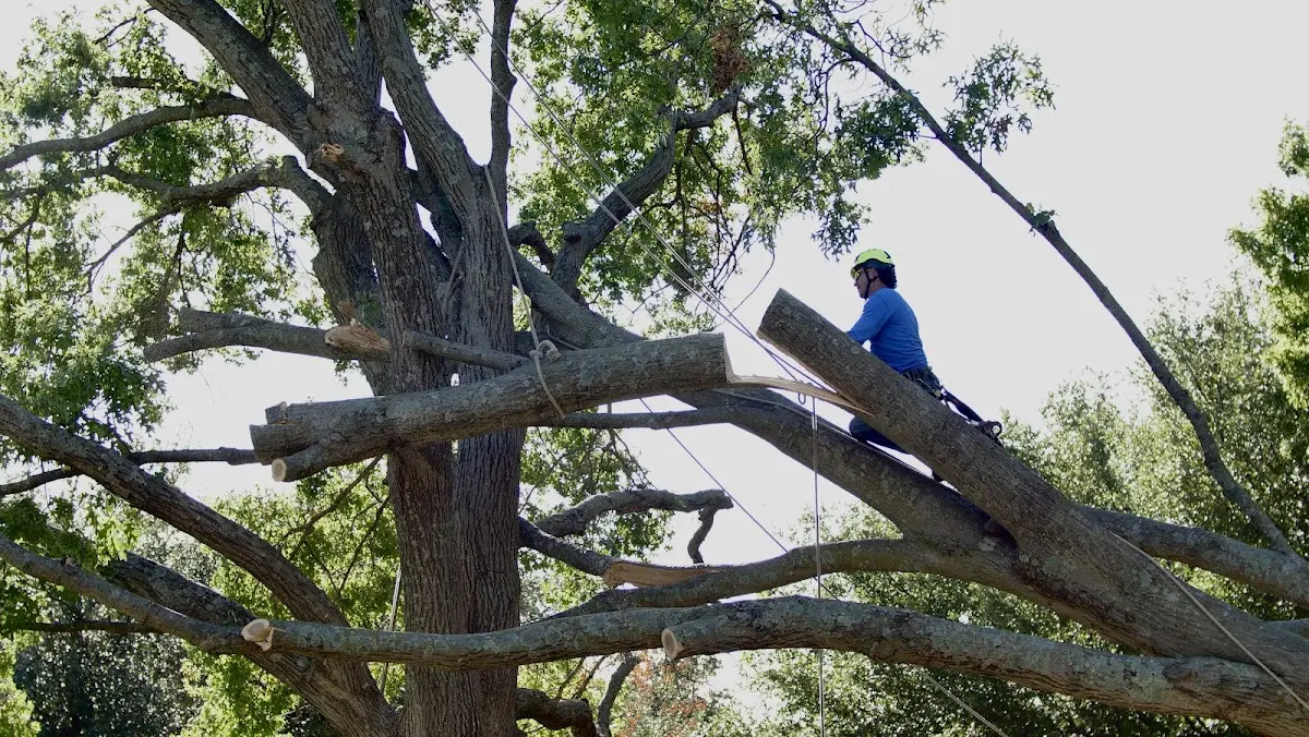 Professional Hazardous Tree Removal performed by certified arborists in Parker