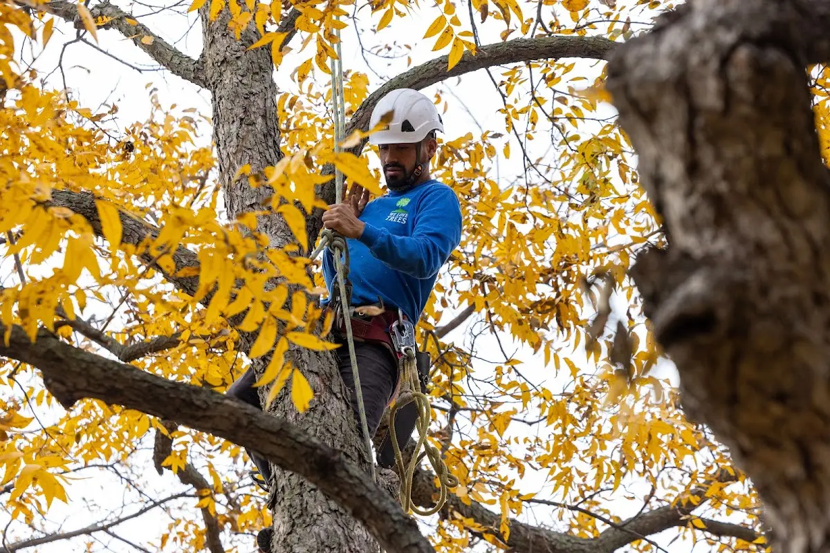 Skilled Storm Damage Cleanup crew working in Parker